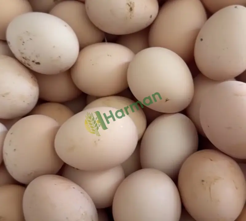 Doğal köy yumurtası döllü
