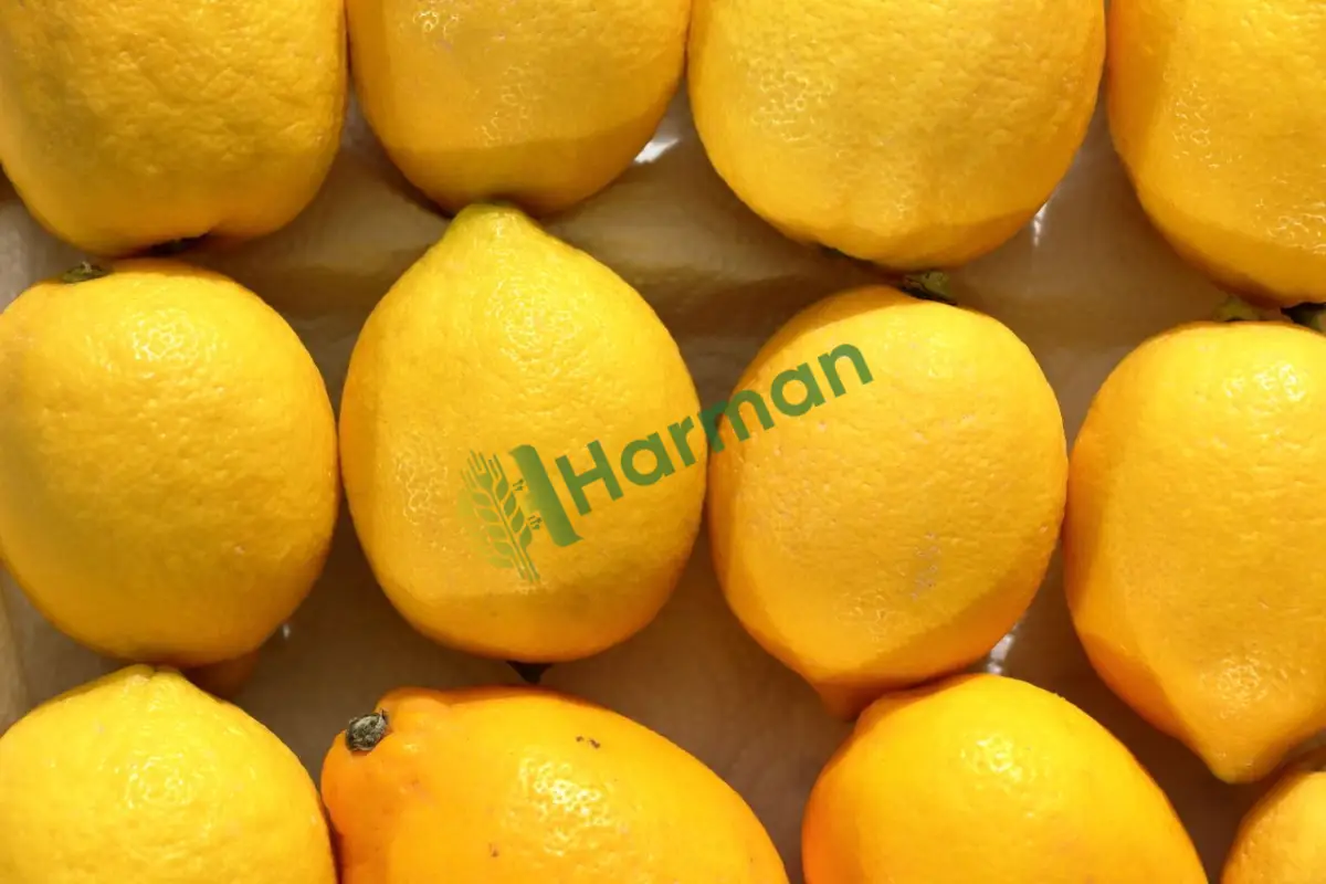 Doğal yollarla büyümüş içi dolu limon, satılık -Kilis Elbeyli