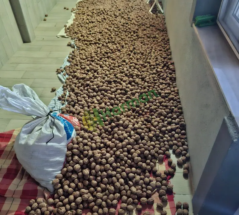 Doğal,organik, ilaçsız iri Taze Ceviz