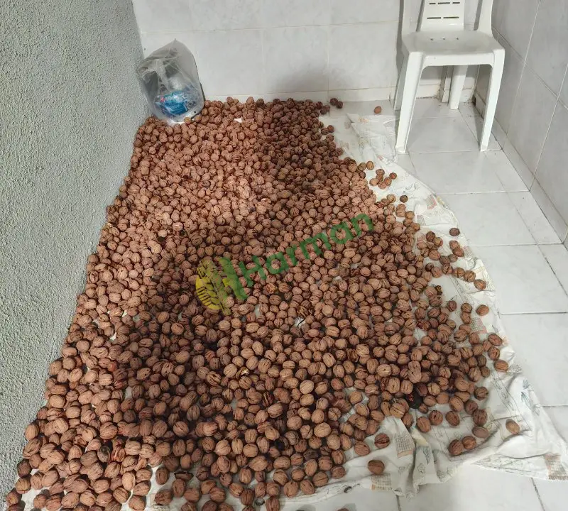 Doğal,organik, ilaçsız iri Taze Ceviz