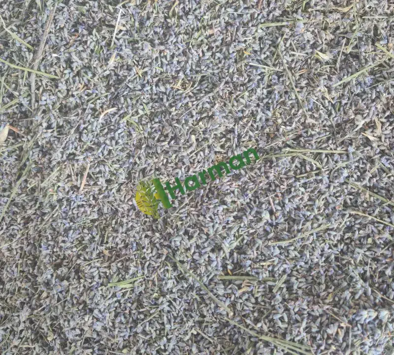 Dökme kuru lavanta çiçeği