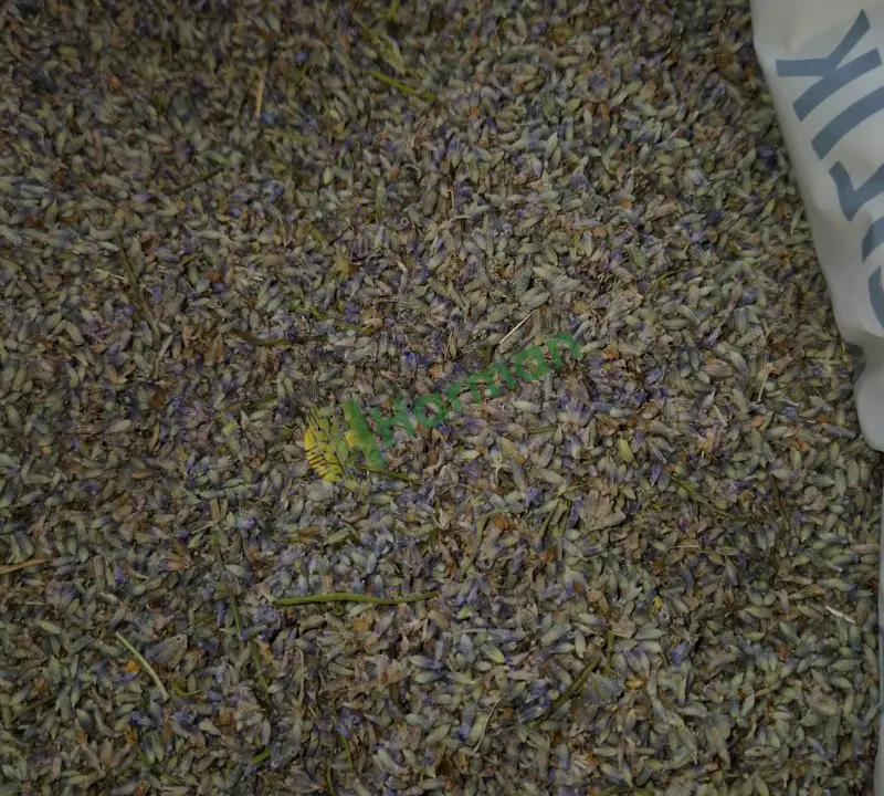 Dökme kuru lavanta çiçeği