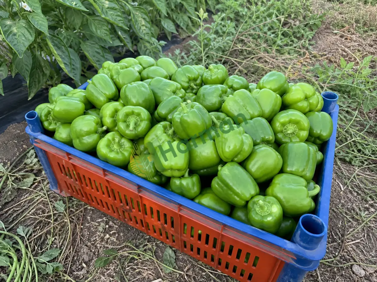 Biber Acı hal fiyatı