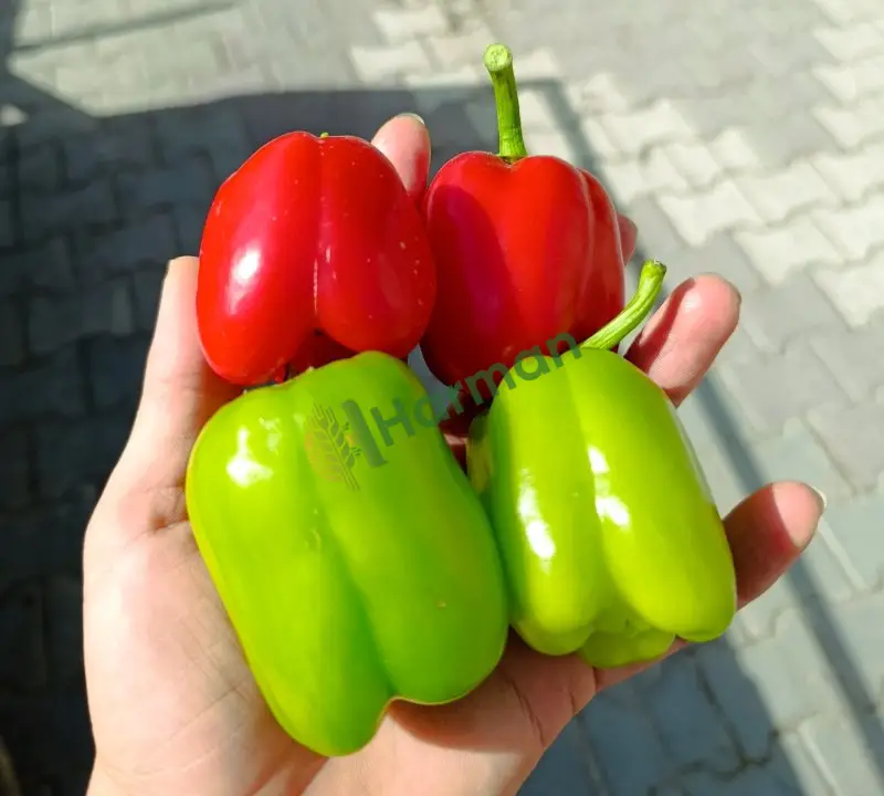 Biber Acı hal fiyatı