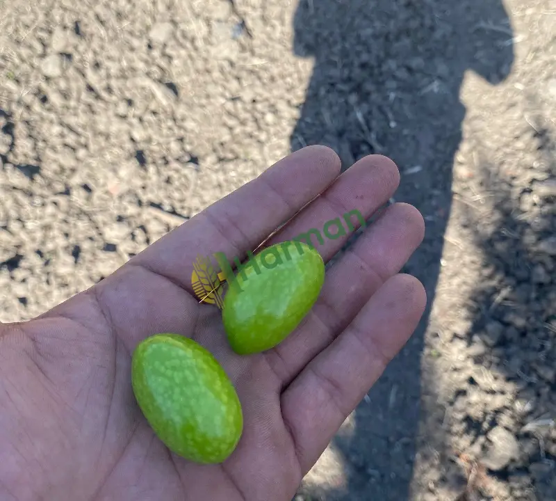 Domat cinsi zeytin