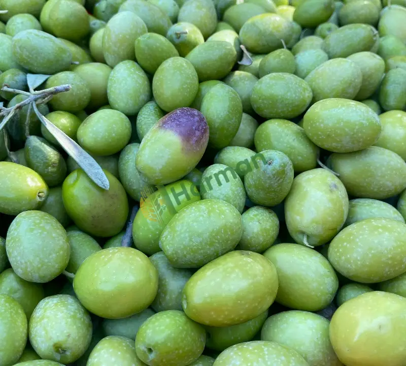 Domat cinsi zeytin