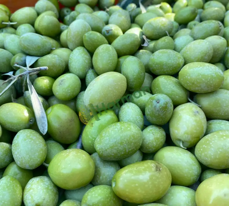 Domat cinsi zeytin