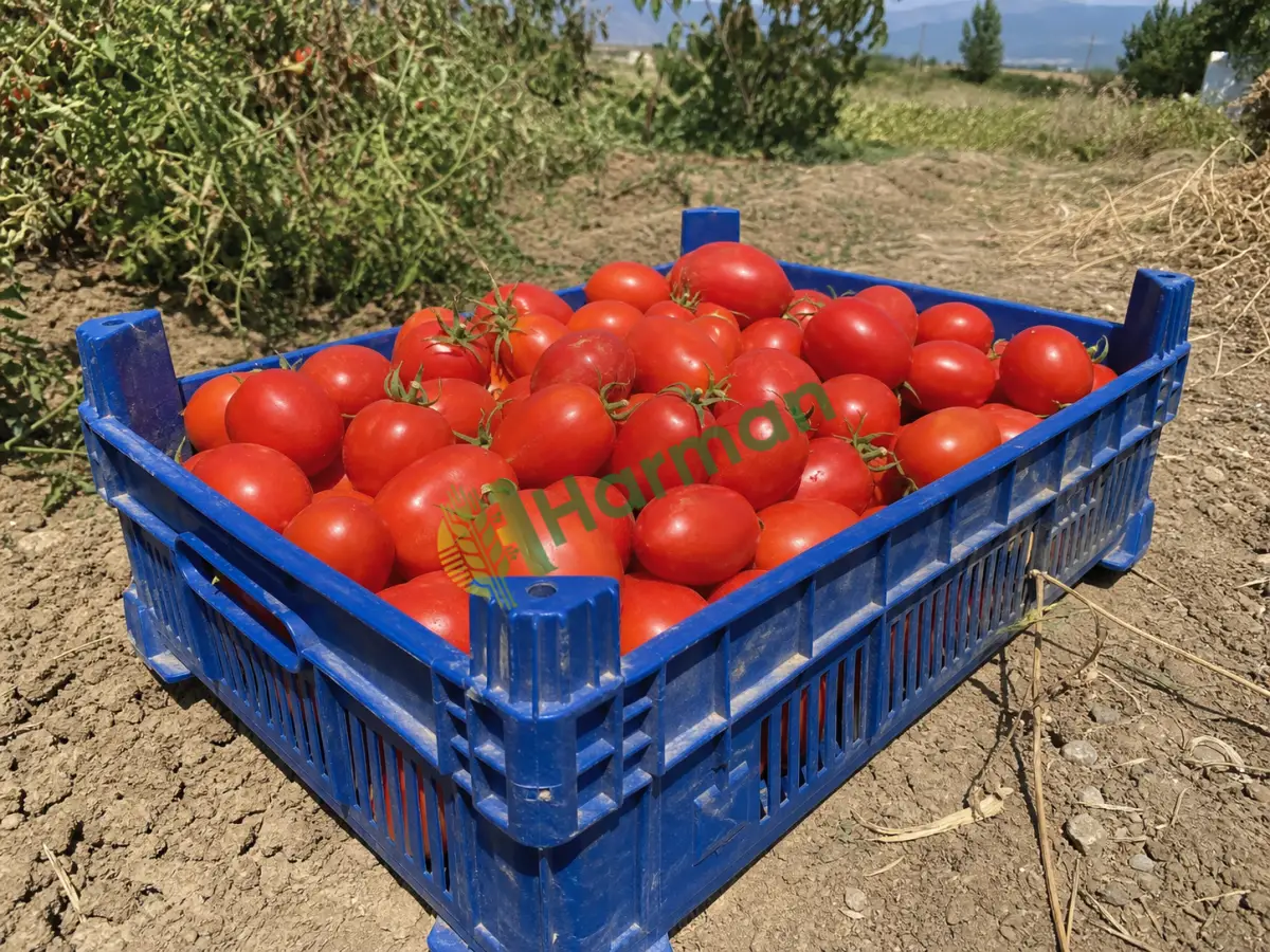 Domates aranıyor