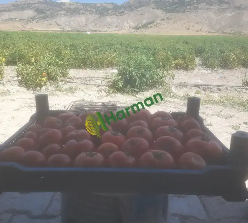 Domates Ayaş tarla