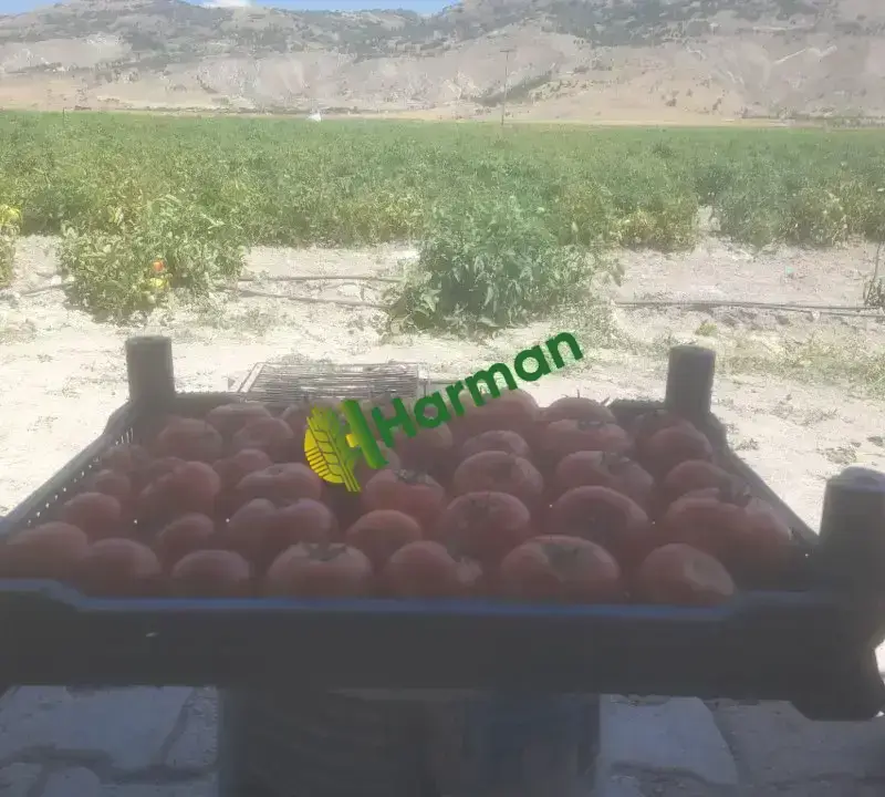 Domates Ayaş tarla