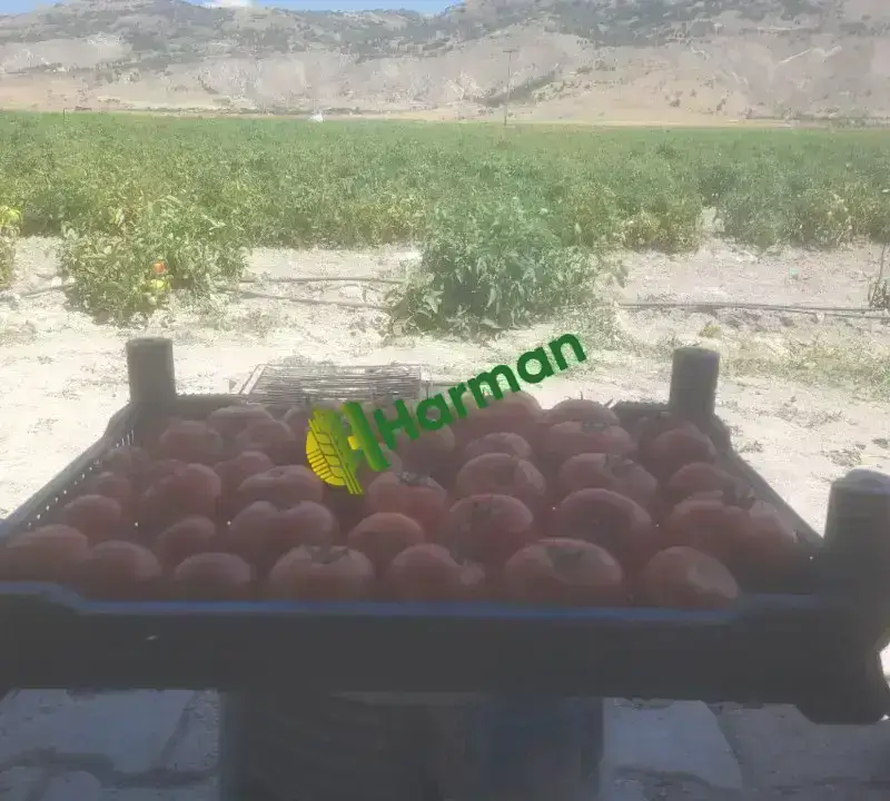 Domates Ayaş tarla