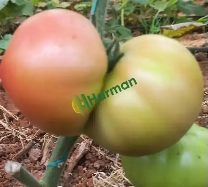 Domates Satılık