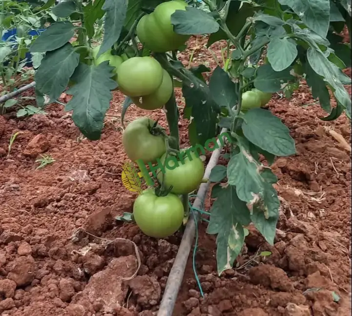 Domates Satılık