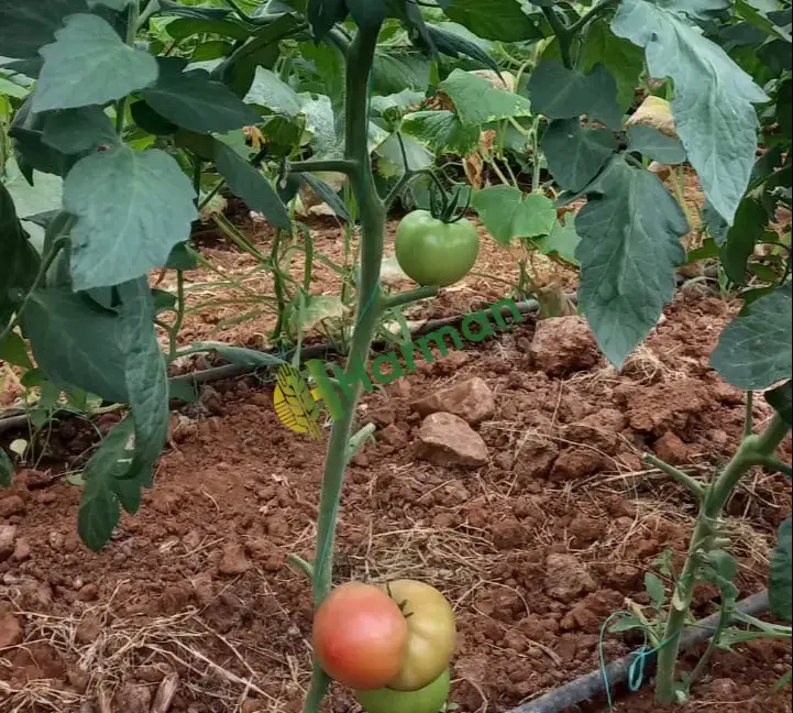 Domates Satılık