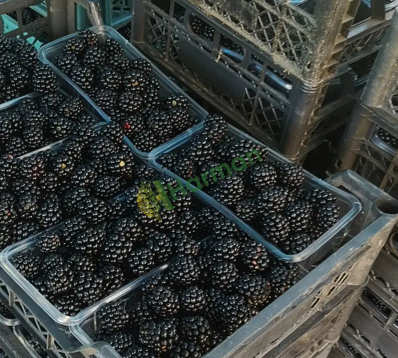Dondurulmuş Böğürtlen