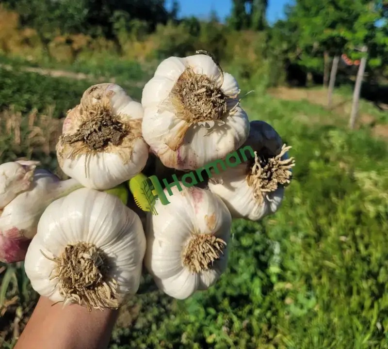 Duble mor sarımsak