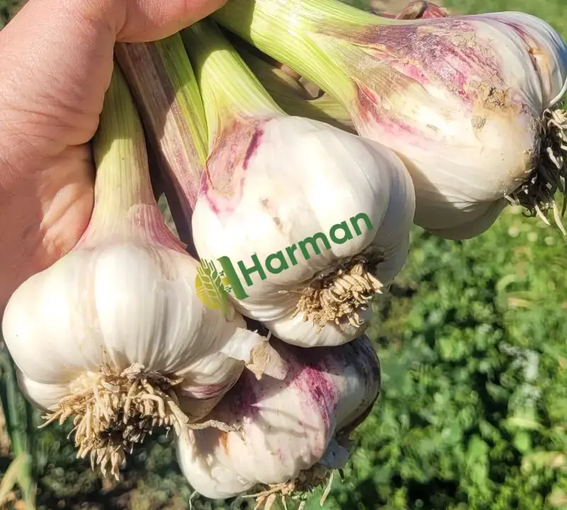 Duble mor sarımsak