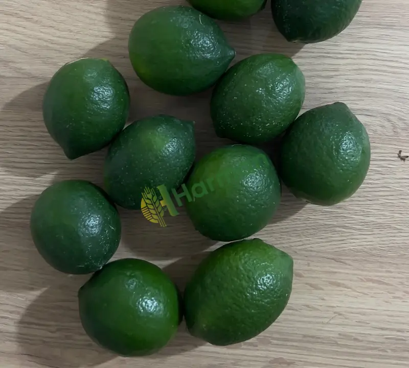 DUBLE WOLKAMARİA