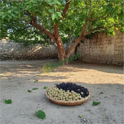 Mardin Kızıltepe'den dut alıyorum