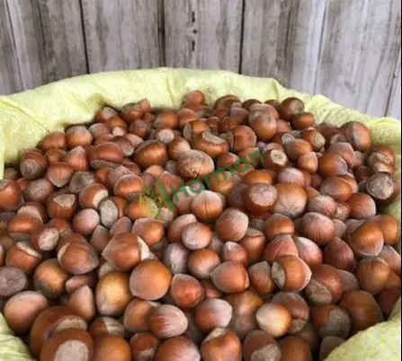DÜZCE bölgesinden fındık