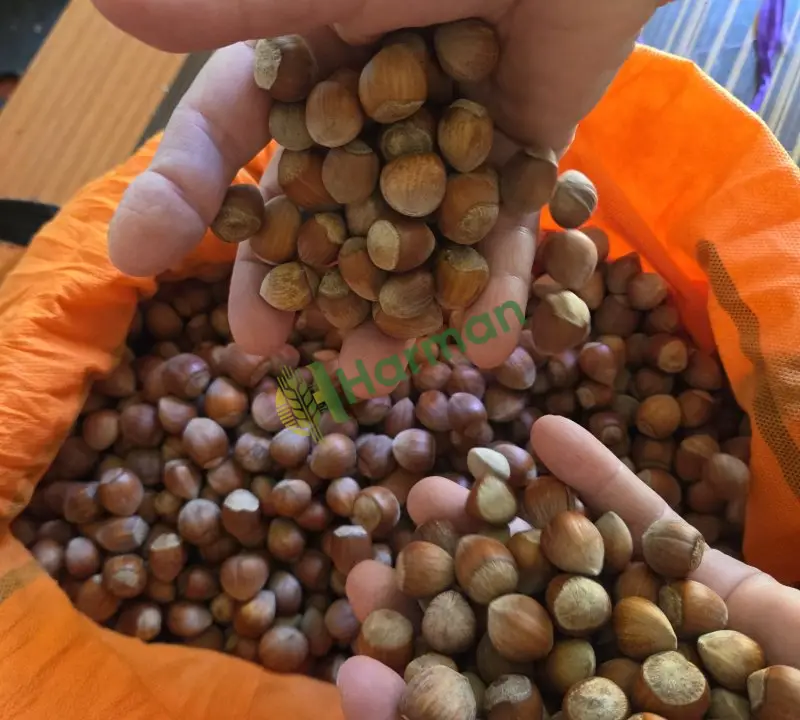 Düzce darıyeri fındık