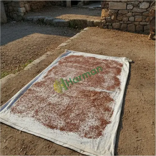 Düzce Gümüşova tarhana alınır