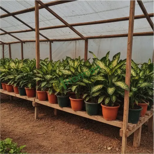 Edirne Enez'de satılık dieffenbachia