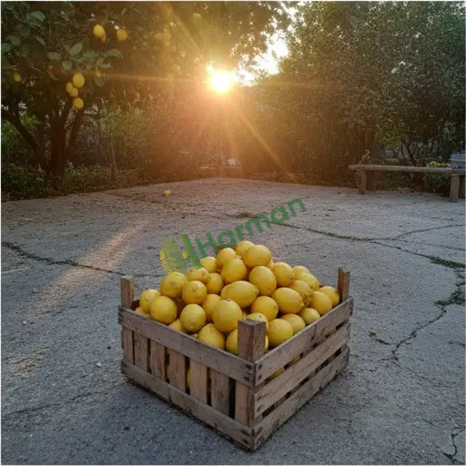 Edirne İpsala'dan satılık limon var