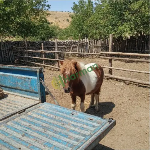 Edirne Havsa'da pony alınır