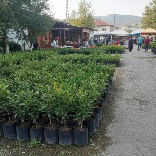 Edirne Süloğlu'da taflan fidanı alınacak