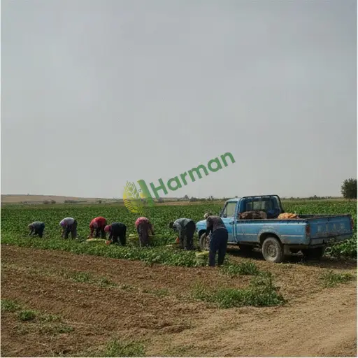 Edirne Meriç'e sezonluk tarım işçisi lazım