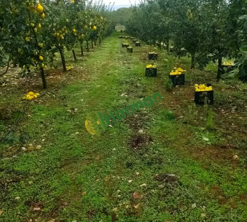 Ege 22 cinsi ayva toplanıp boy ayrilmis