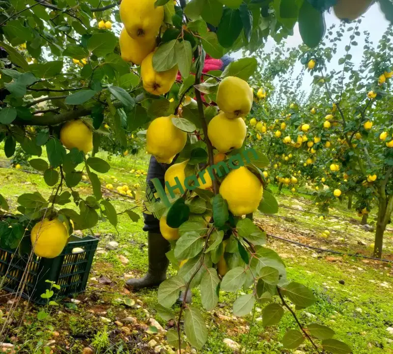 Ege 22 cinsi ayva toplanıp boy ayrilmis