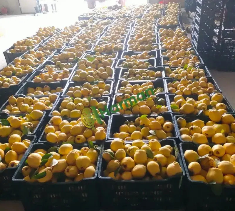 Ege 22 cinsi ayva toplanıp boy ayrilmis