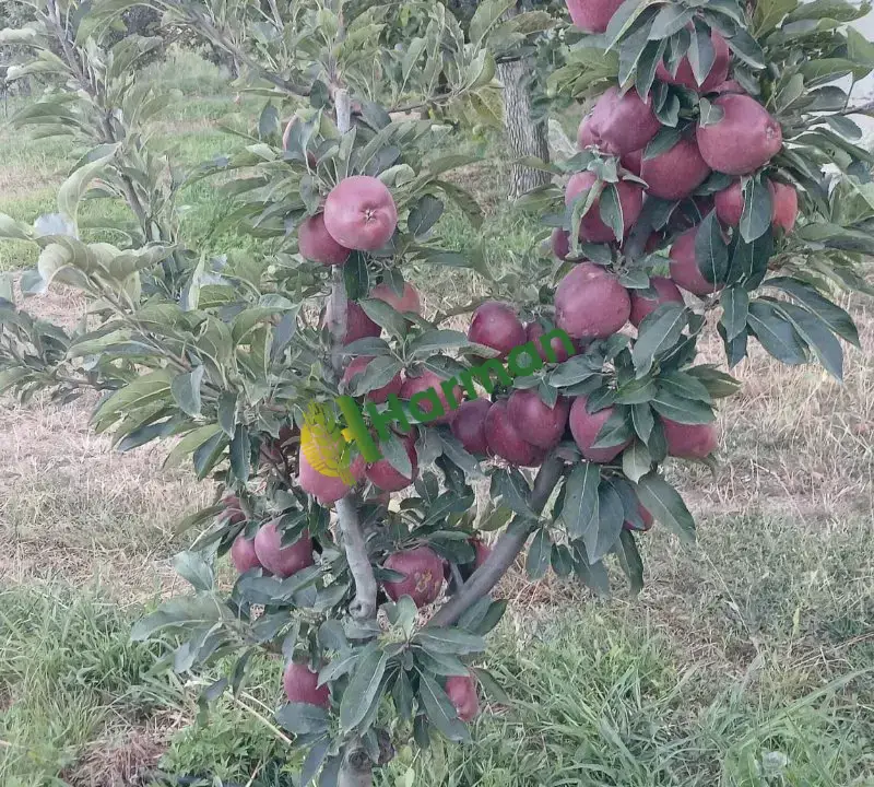 EĞİRDİR ELMASI GOLDEN & STARKING & GALA