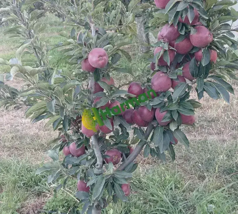 EĞİRDİR ELMASI GOLDEN & STARKING & GALA