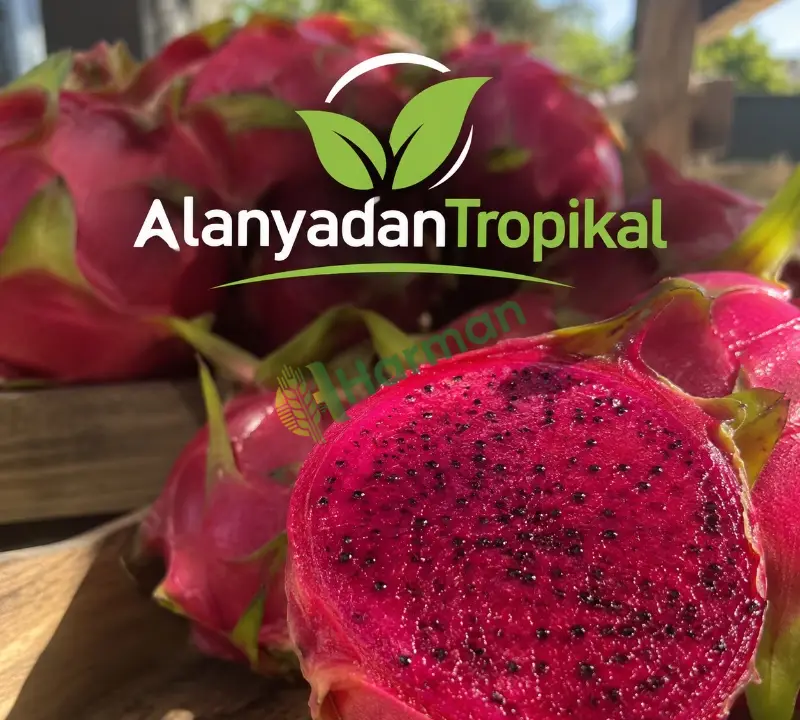 Ejder Meyvesi Kırmızı Beyaz veya Sarı