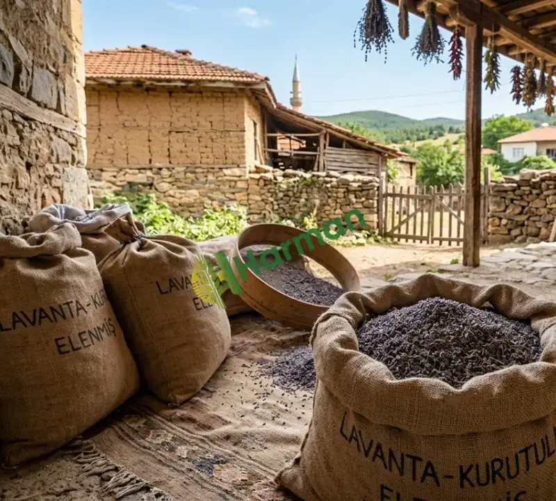 Elenmiş kurtulmuş lavanta