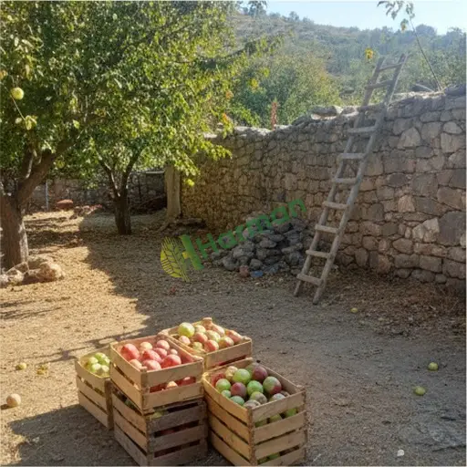 Gaziantep İslahiye elma alınacak