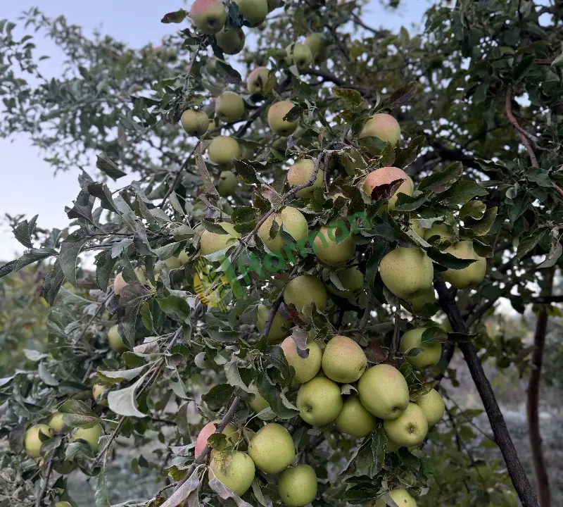 ELMA , beyaz - kırmızı - ekşi elma