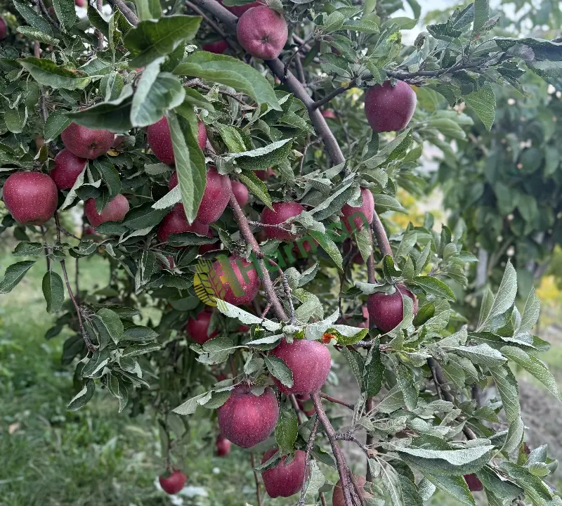 ELMA , beyaz - kırmızı - ekşi elma