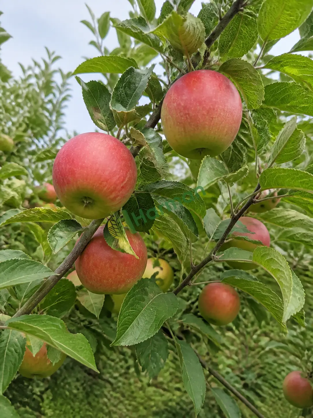 Elma için alım
