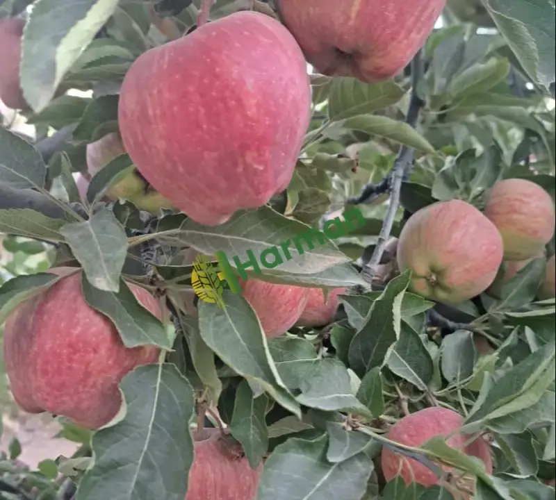 ELMA SATILIK 170 TON