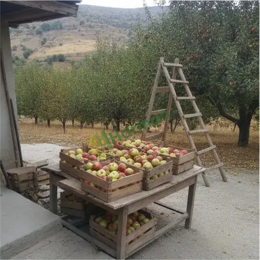 Elazığ Palu'da elma arayanlar
