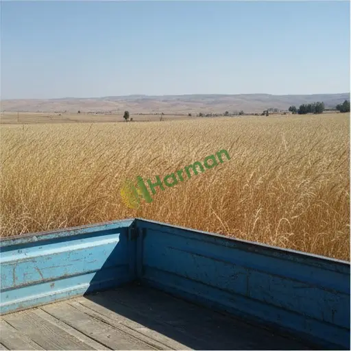 Kilis Polateli enerji ayrığı alıyorum