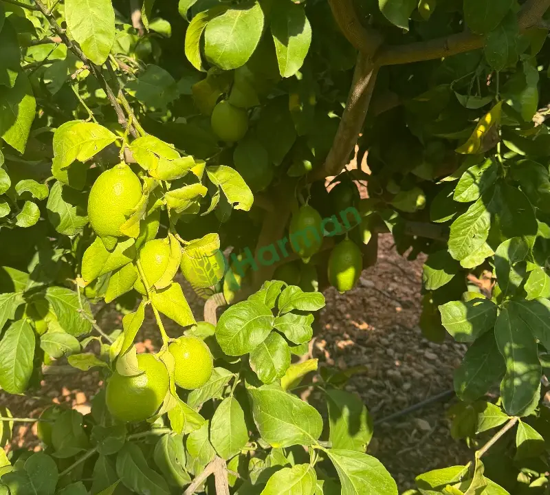 Limon