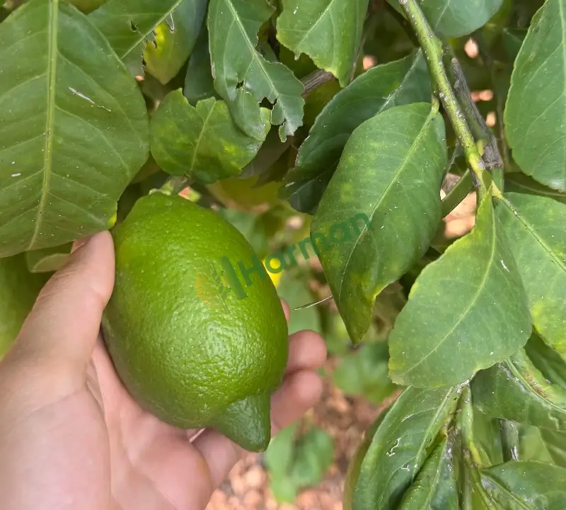 Enter cinsi limon