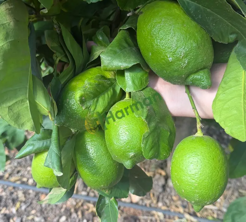 Enter cinsi limon
