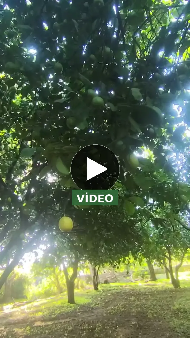 Enter limon
