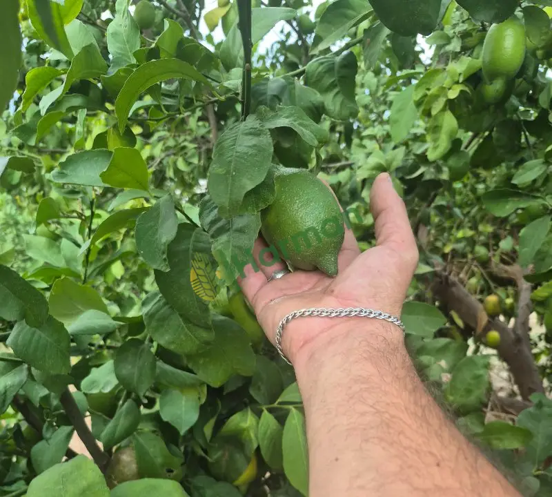 Enteresan limon